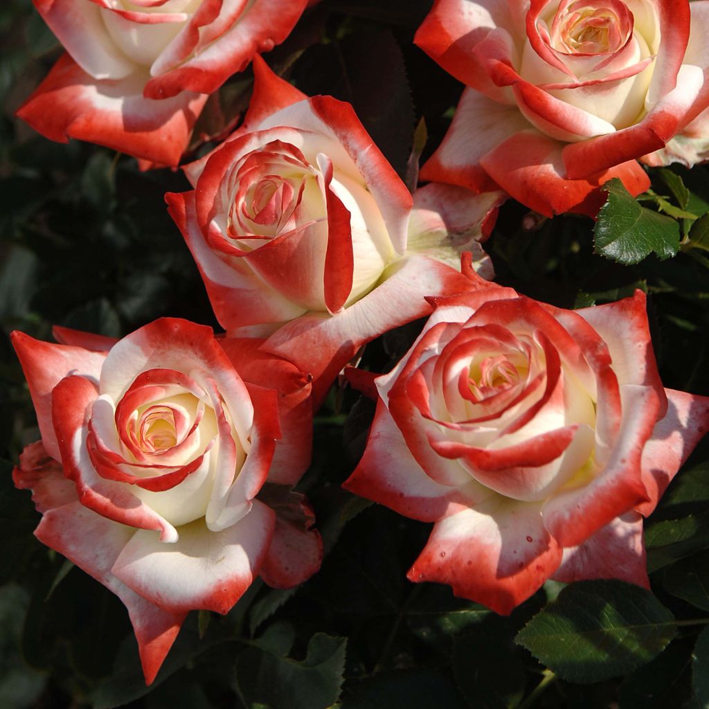 Rosa Impératrice Farah - Hybrid Tea Rose