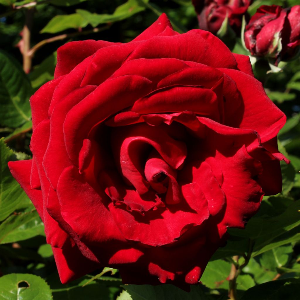 Rosa 'Ingrid Bergman' - Shrub Rose 