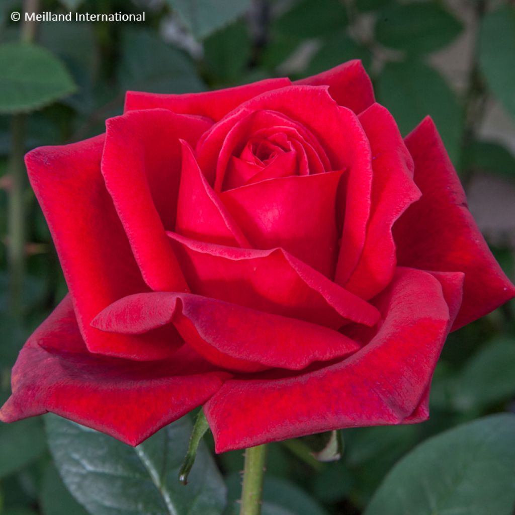 Rosa Jubilé Papa Meilland - Hybrid Tea Rose