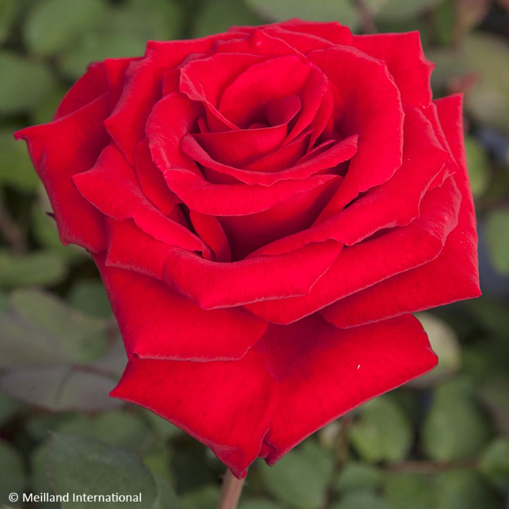 Rosa Marcel Pagnol - Hybrid Tea Rose