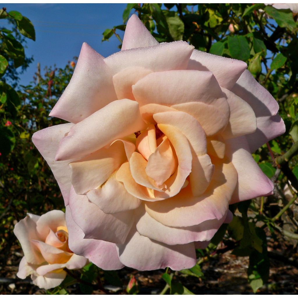 Rosa 'Michèle Meilland' - Shrub Rose