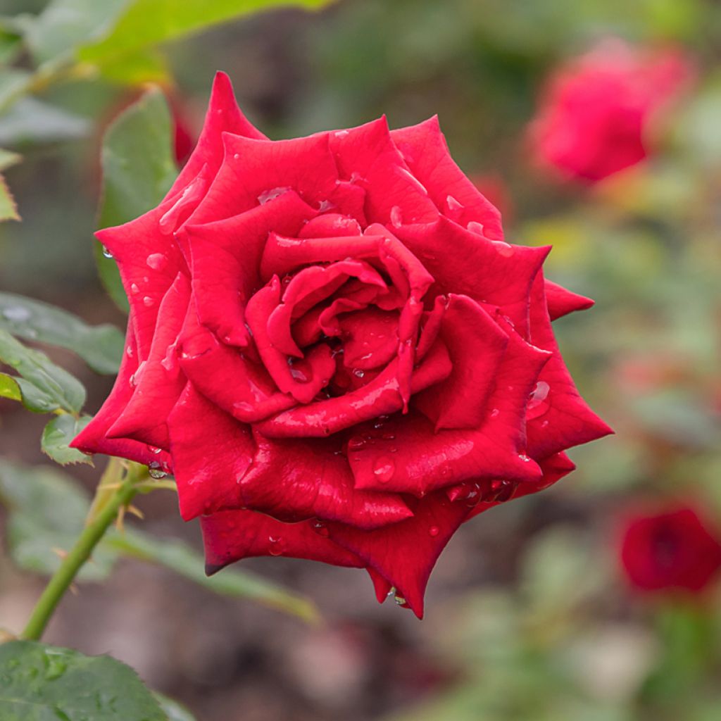 Rosa Mister Lincoln - Hybrid tea rose