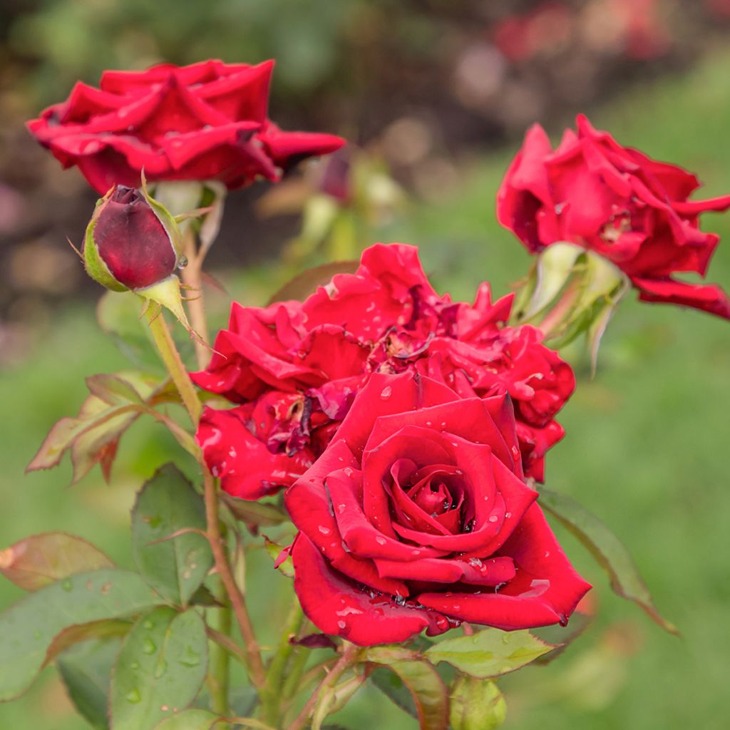Rosa Mister Lincoln - Hybrid tea rose