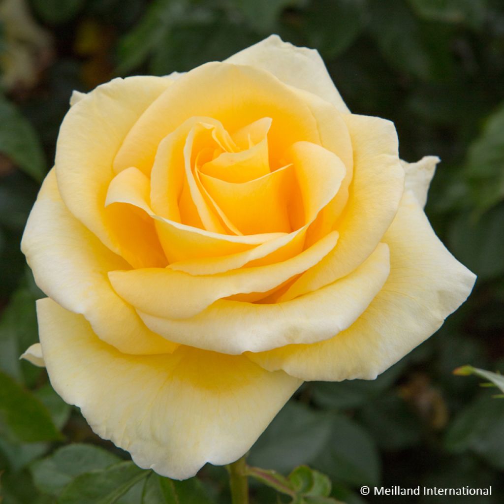 Rosa Raffaello - Hybrid Tea Rose