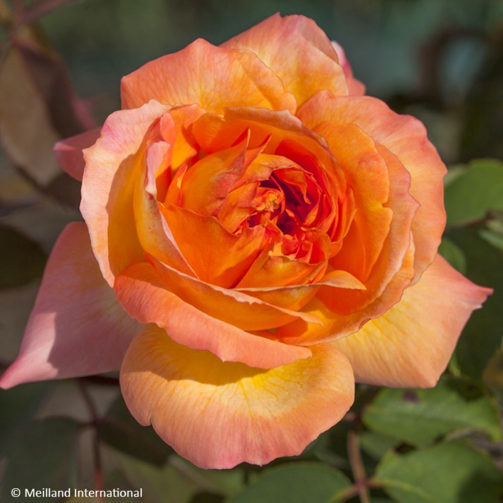 Rosa René Goscinny - Hybrid Tea Rose