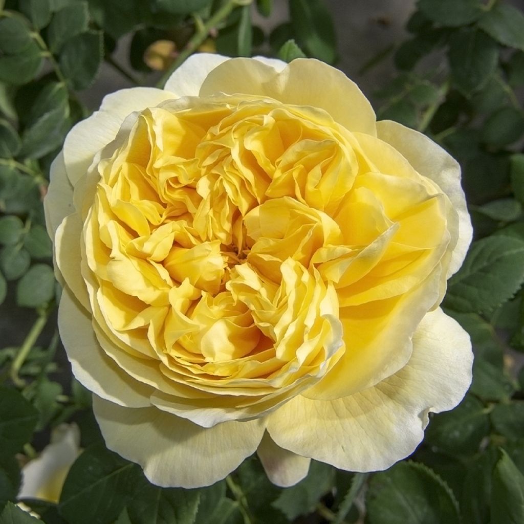 Rosa Rose de Bretagne