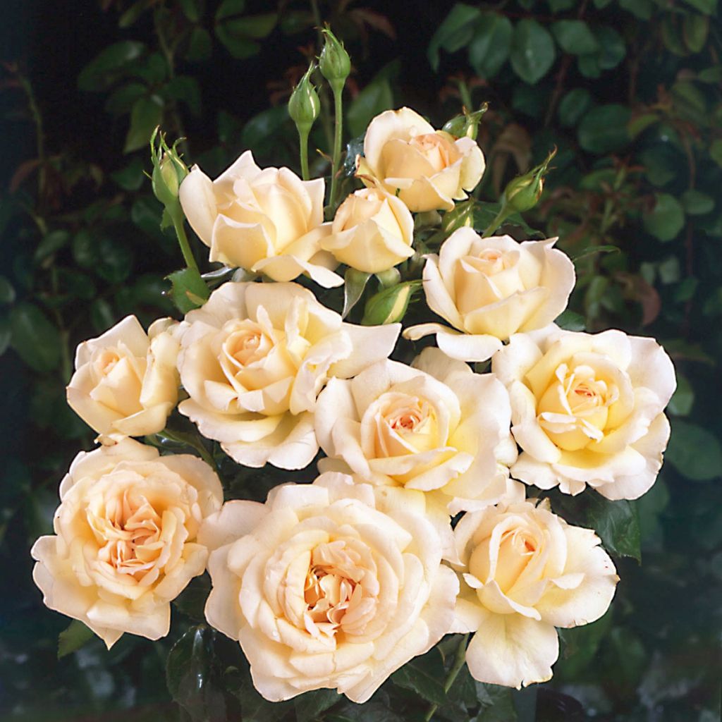 Rosa 'Sweet Love' / 'Chandos Beauty' - Hybrid Tea Rose