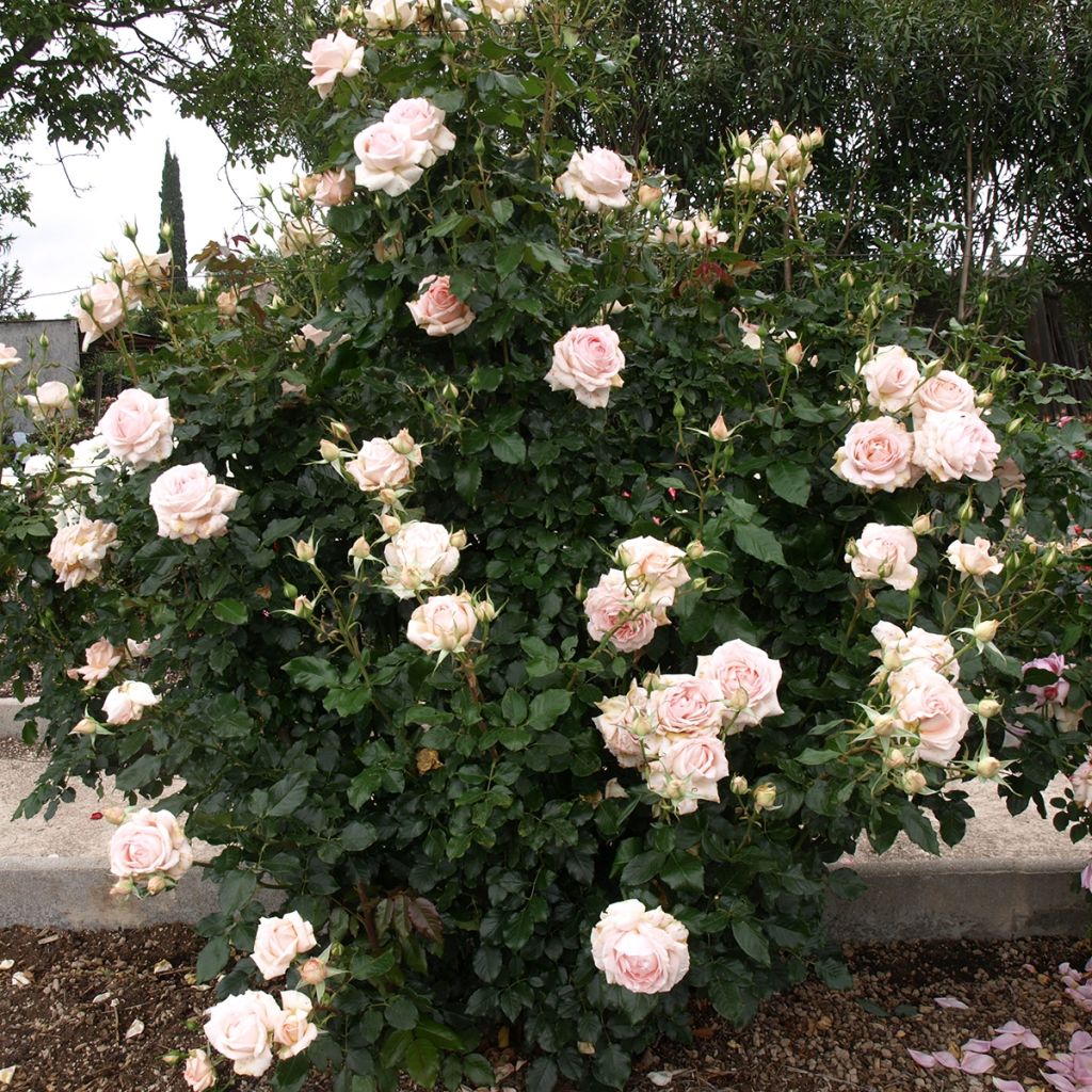 Rosa 'Sweet Love' / 'Chandos Beauty' - Hybrid Tea Rose