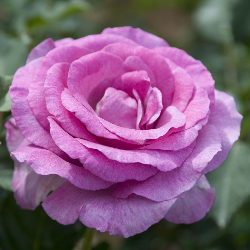 Rosa Violette Parfumée