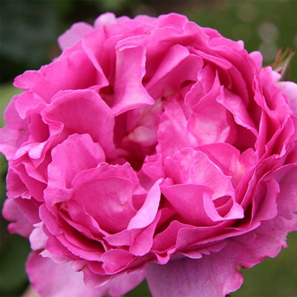 Rosa Yves Piaget