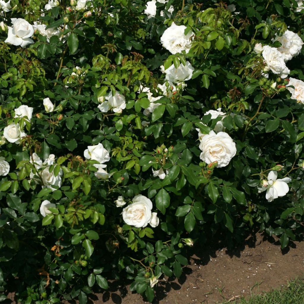 Rosa floribunda Kosmos - Floribunda Rose