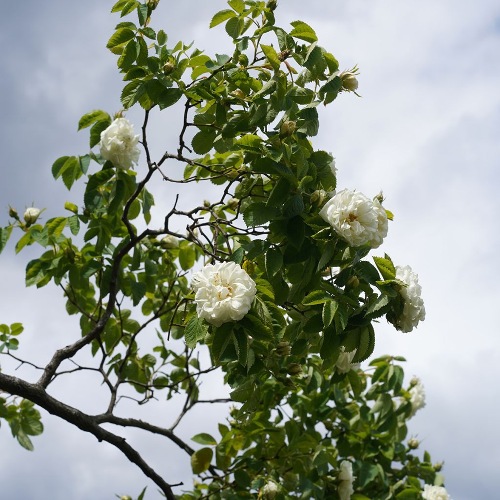 Rosa alba Suaveolens
