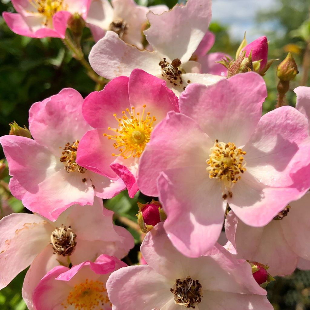 Rosa Ballerina