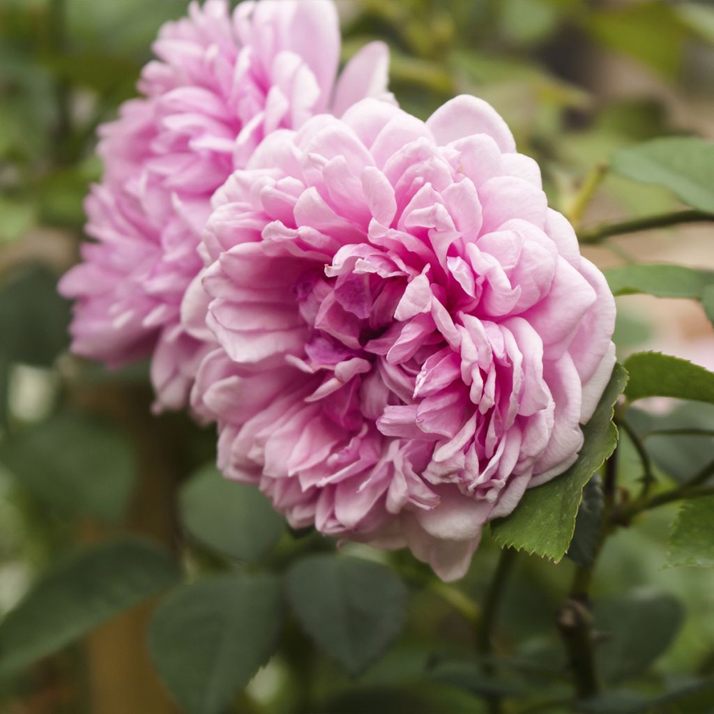 Rosa centifolia Muscosa - White Moss Rose