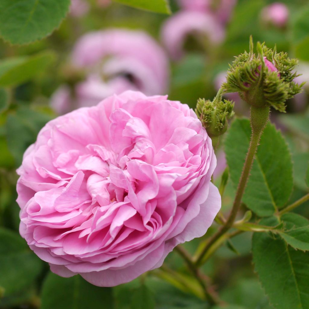 Rosa centifolia Cristata - Crested Moss Rose
