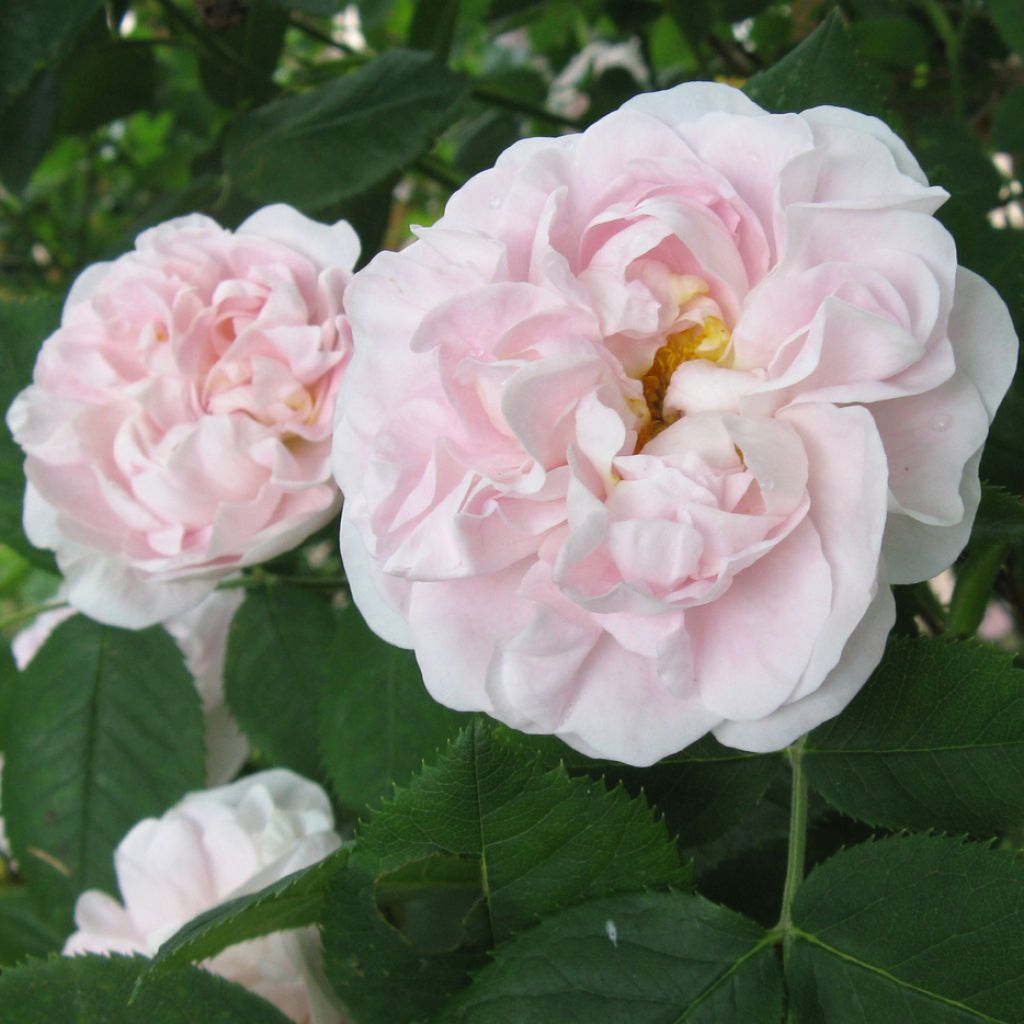 Rosa alba Great Maidens Blush