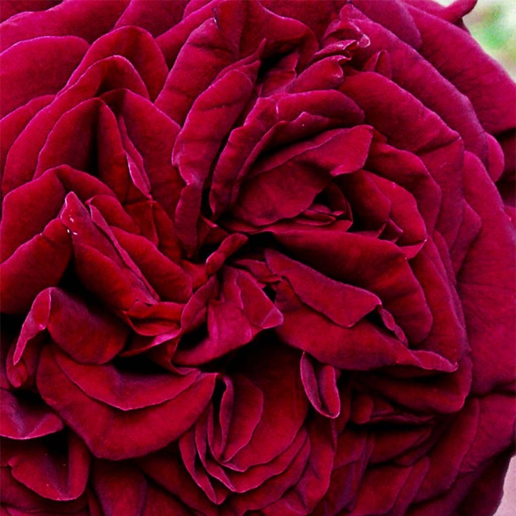 Rosa Empereur du Maroc - Hybrid Old Rose