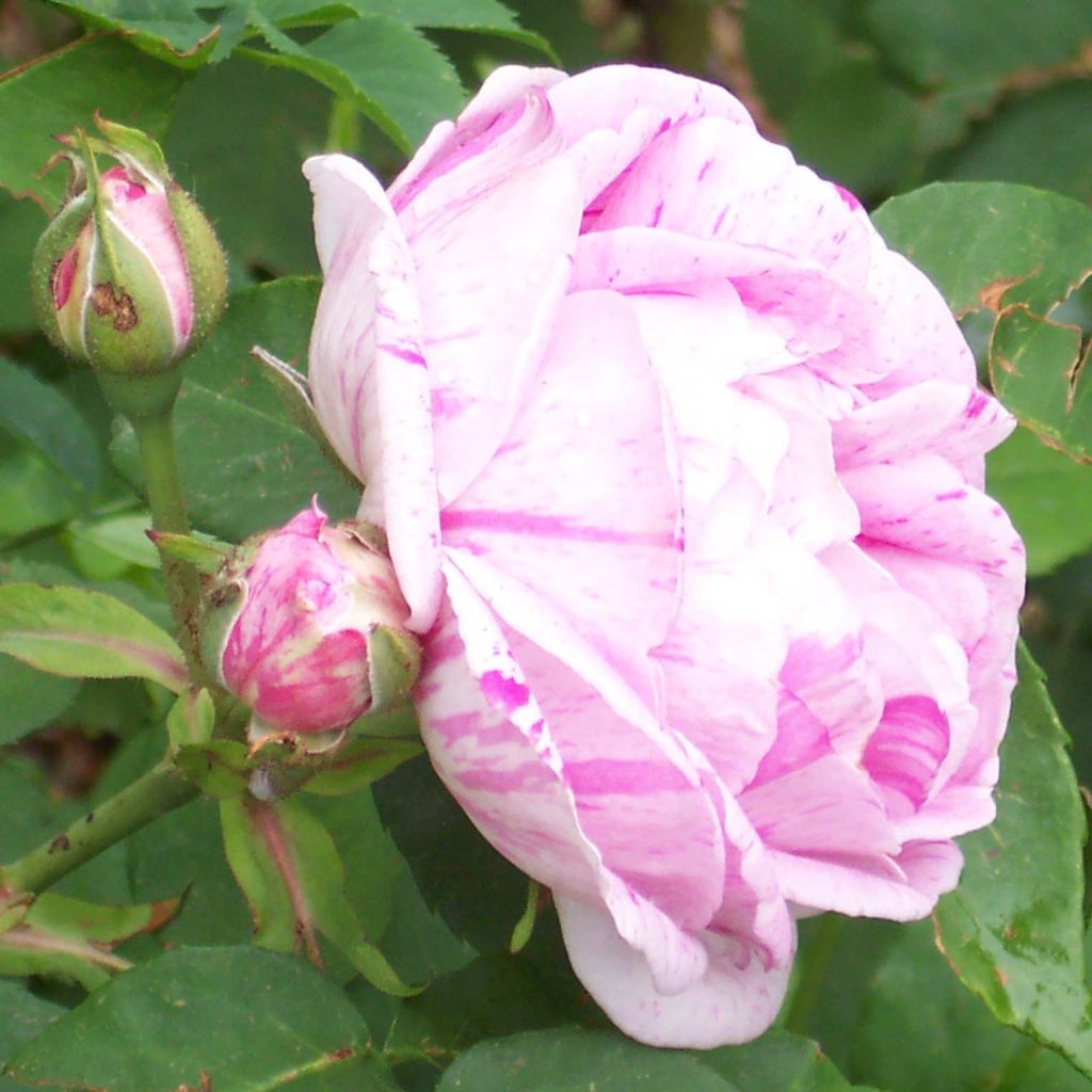 Rosa Honorine de Brabant - Bourbon Rose