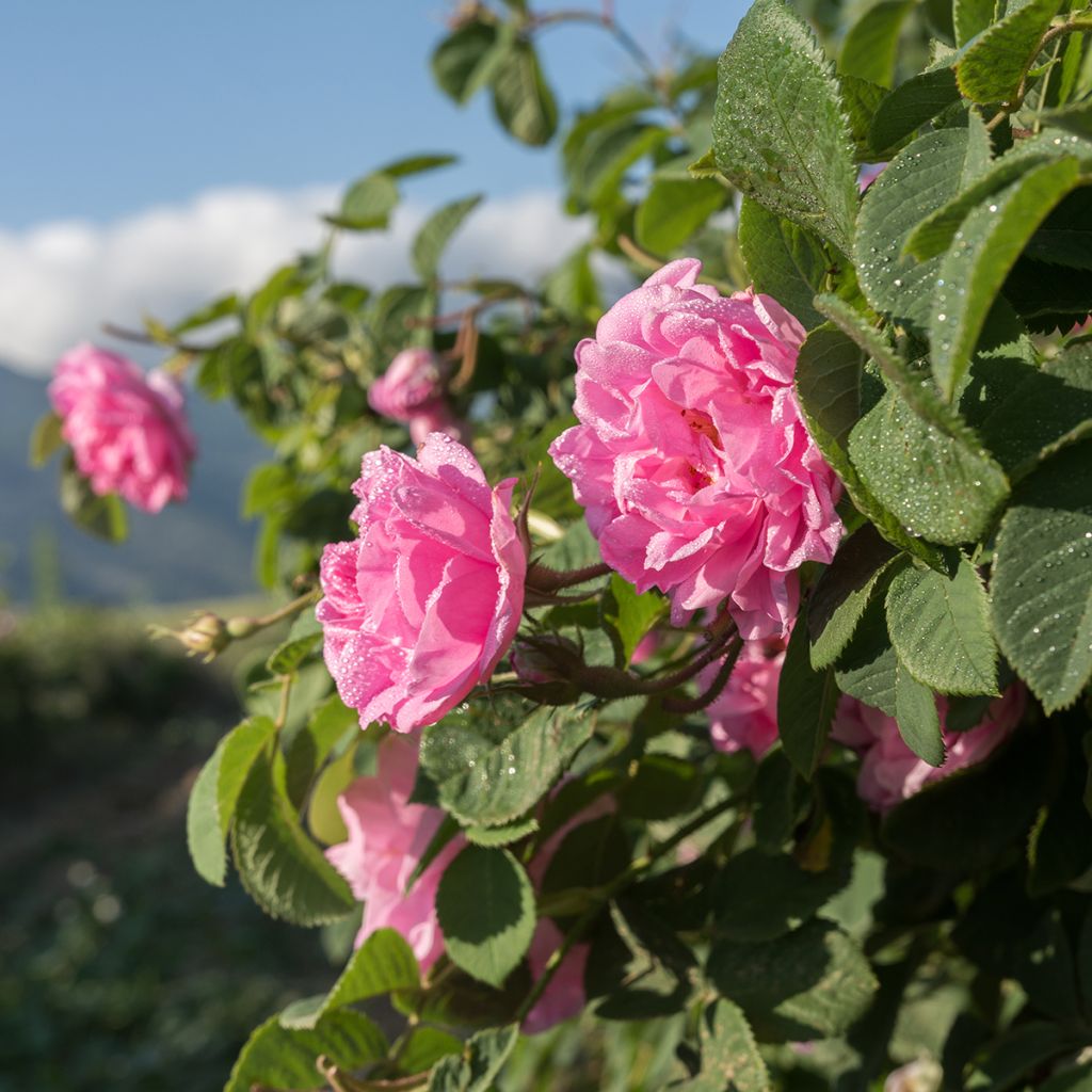 Rosa damascena Trigintipetala - Damask Rose