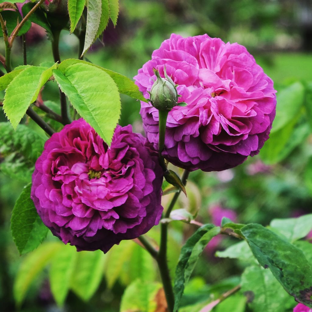Rosa Reine des Violettes