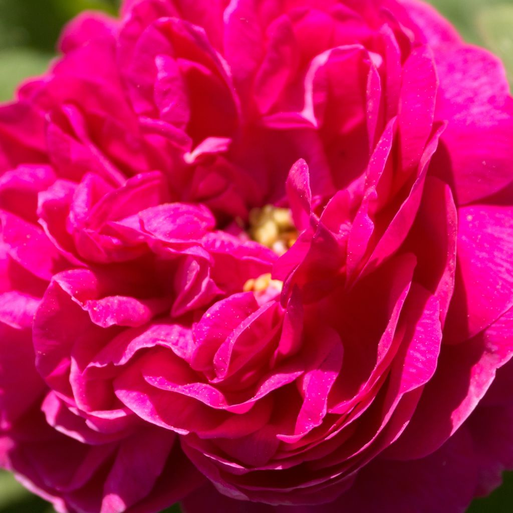 Rosa De Resht - Damask Rose