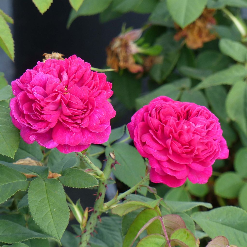 Rosa De Resht - Damask Rose