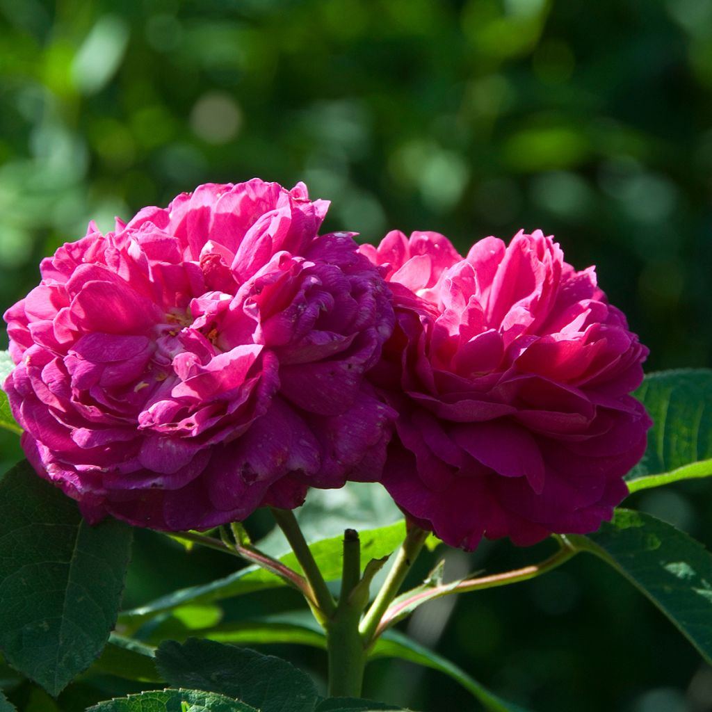 Rosa De Resht - Damask Rose