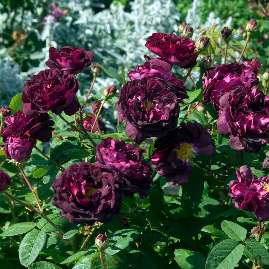 Rosa gallica Tuscany Superb - Gallic Rose