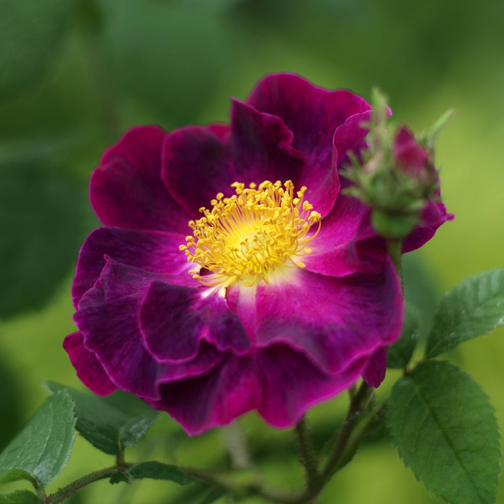 Rosa gallica Tuscany Superb - Gallic Rose