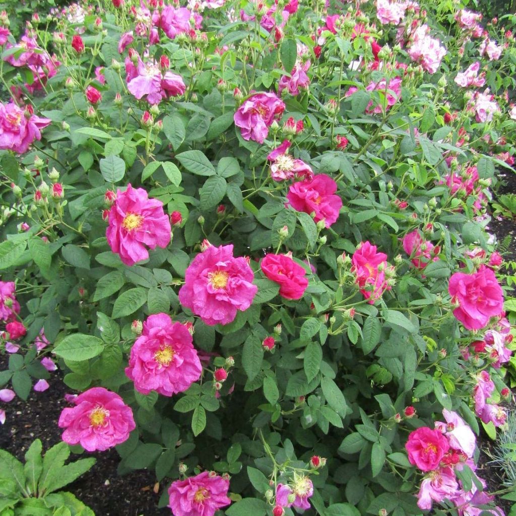 Rosa gallica Officinalis - Old Gallic Rose