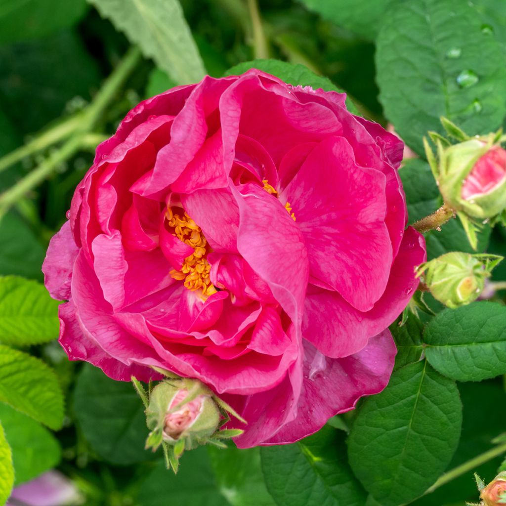 Rosa gallica Officinalis - Old Gallic Rose