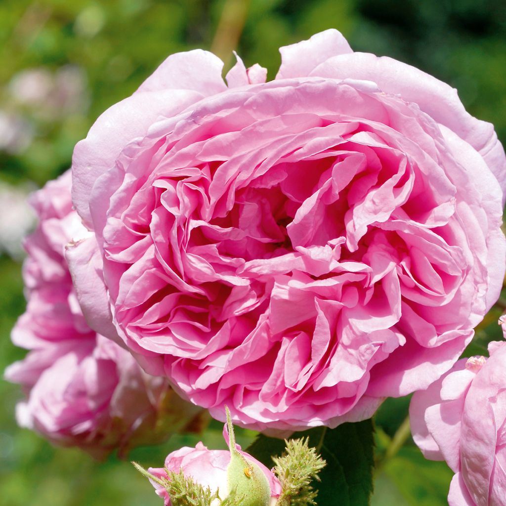 Rosa centifolia var. muscosa Salet - Cabbage Rose