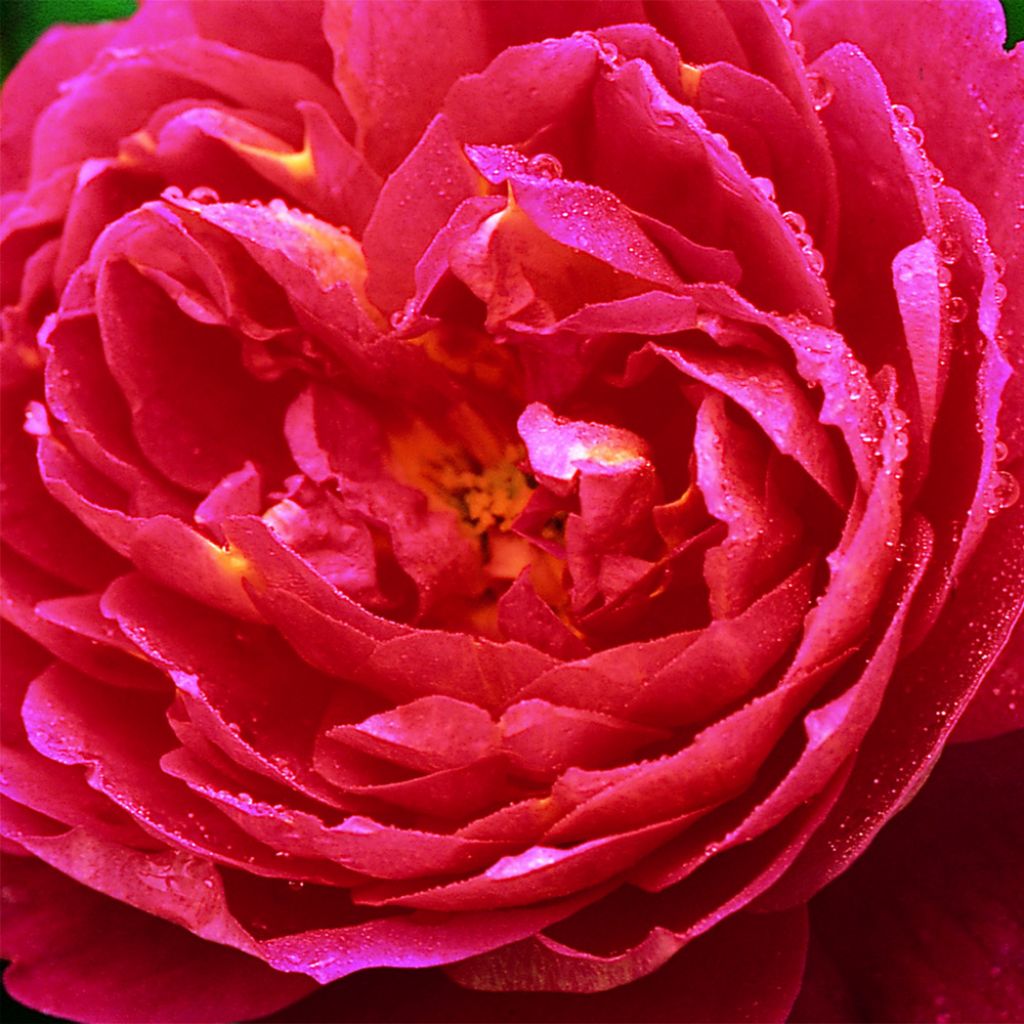 Rosa  Benjamin Britten - English Shrub Rose