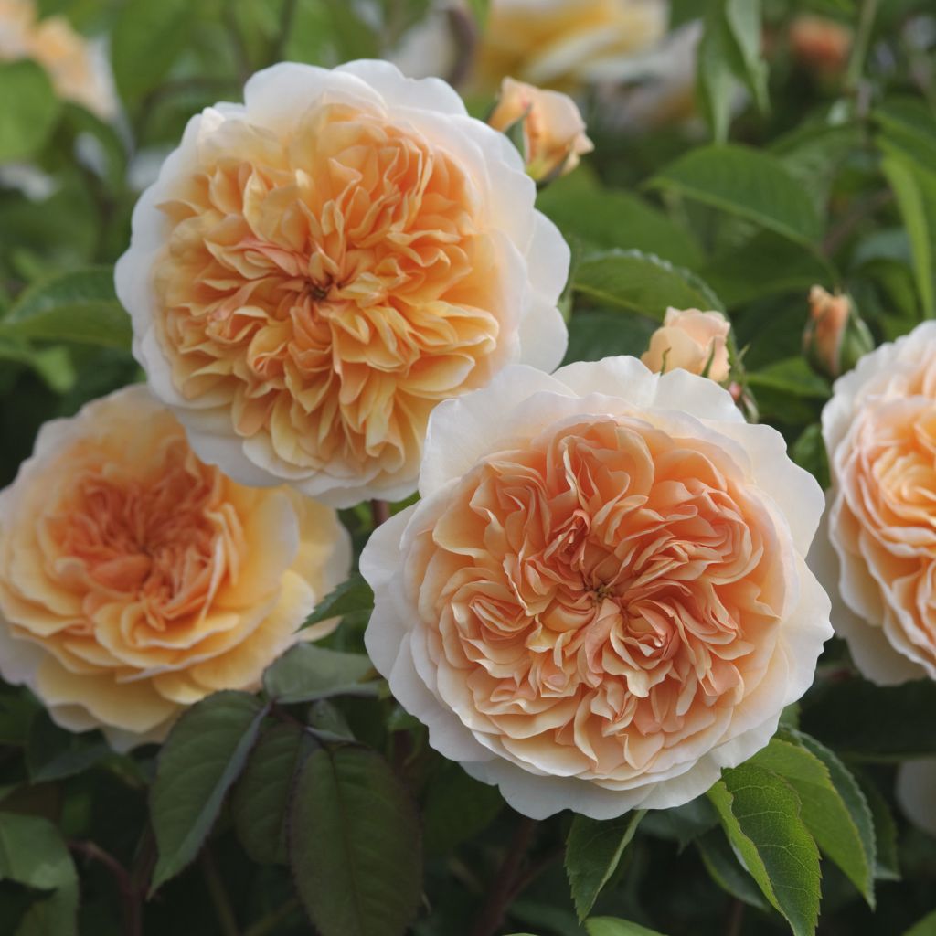 Rosa  Port Sunlight - English Shrub Rose