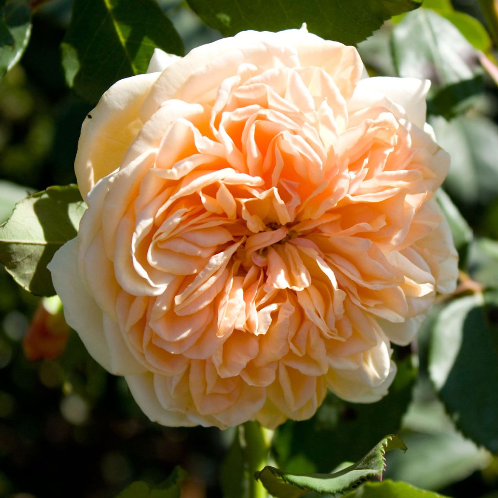 Rosa  Port Sunlight - English Shrub Rose