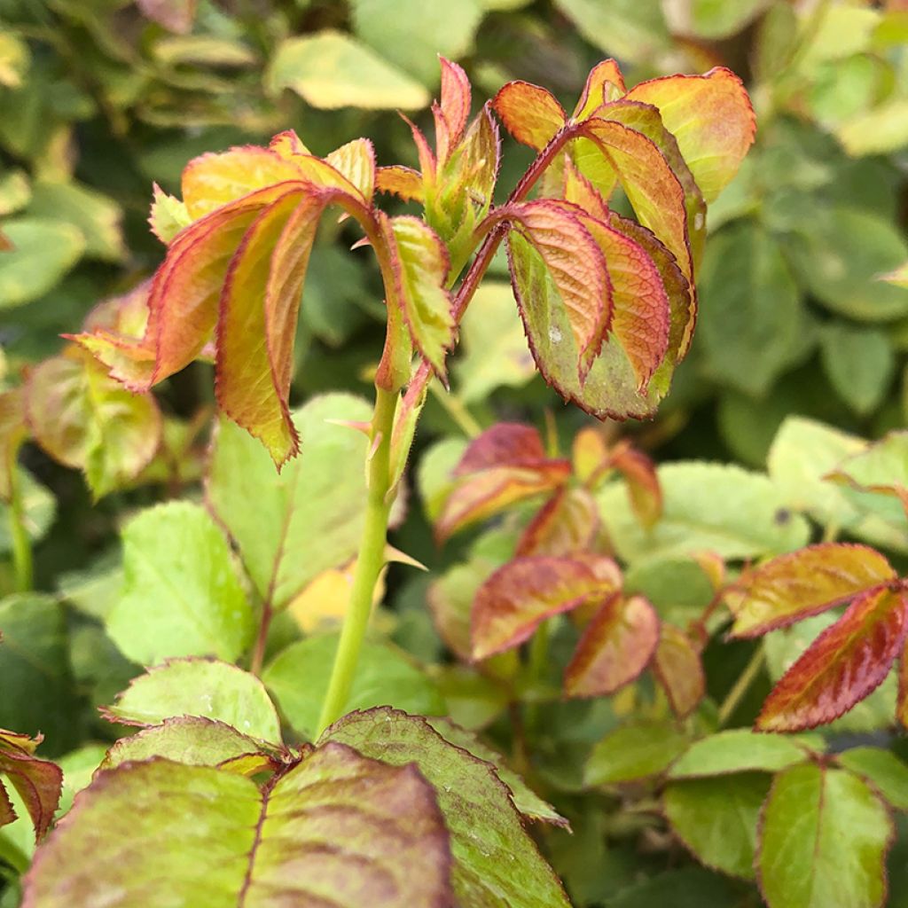 Rosa grandiflora King Arthur  