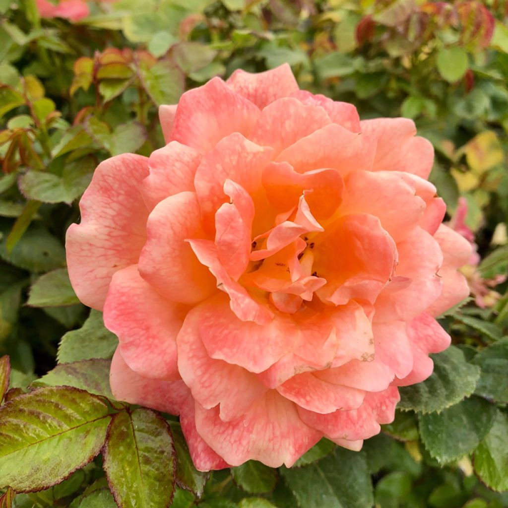 Rosa grandiflora King Arthur  