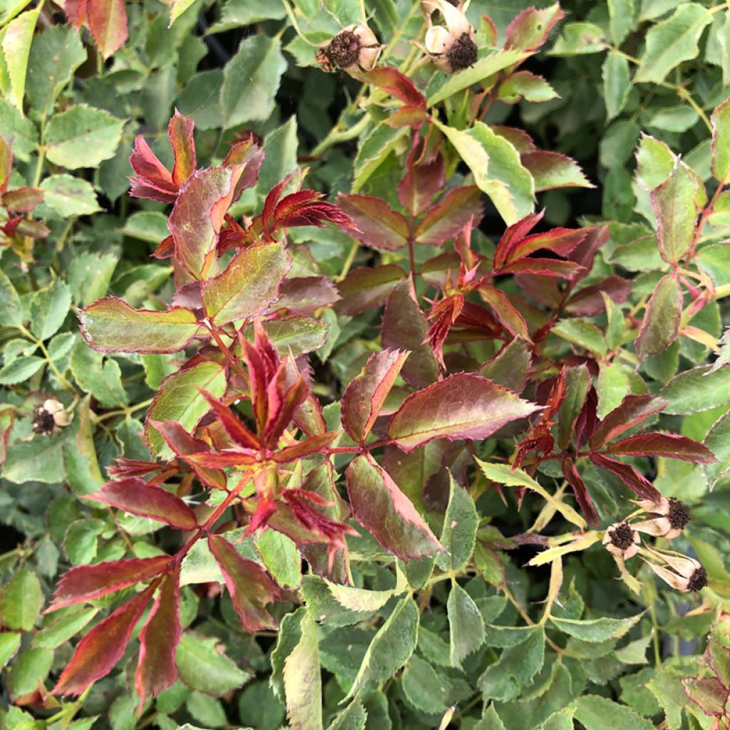Rosa grandiflora King Arthur  