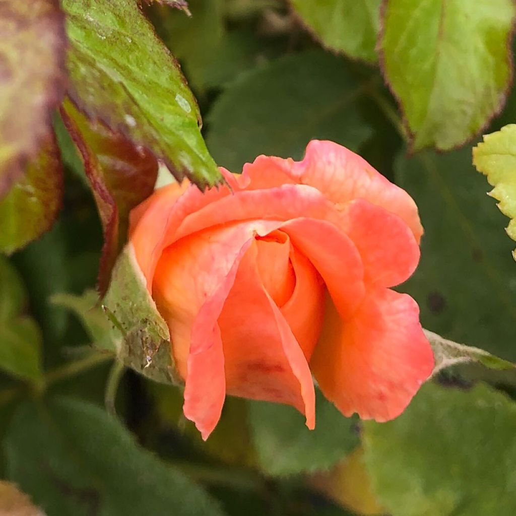 Rosa grandiflora King Arthur  