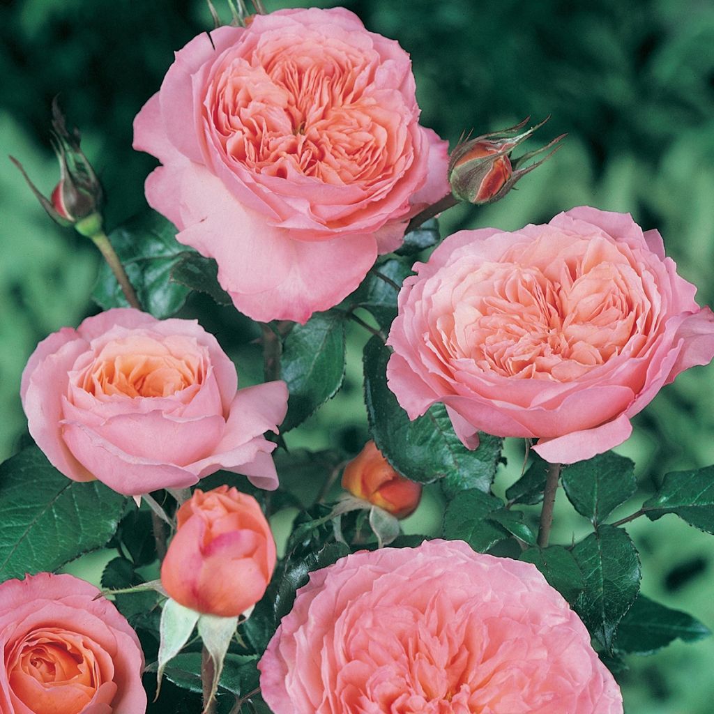Rosa Rose de Cornouaille 