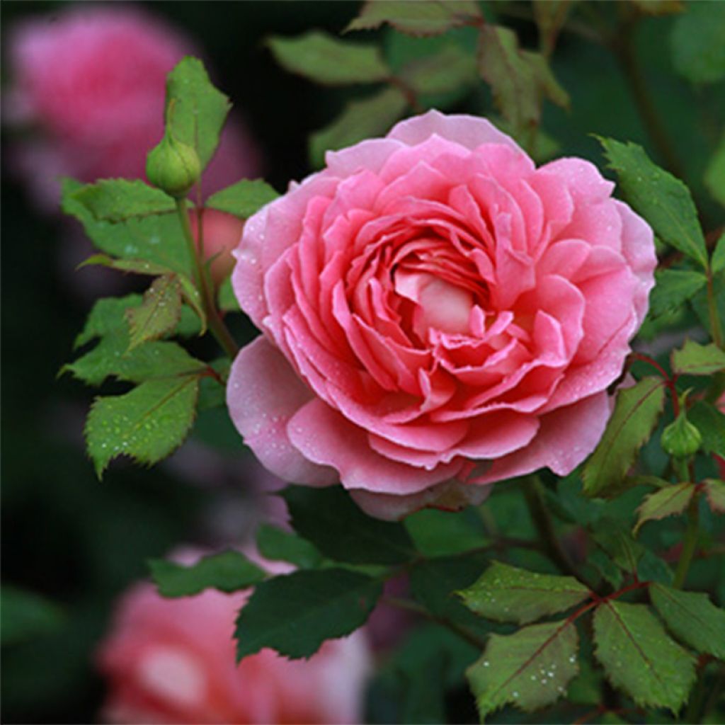 Rosa Jubilee Celebration Aushunter
