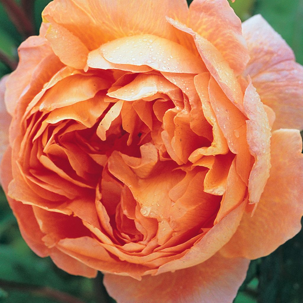 Rosa  Lady Emma Hamilton - English Shrub Rose