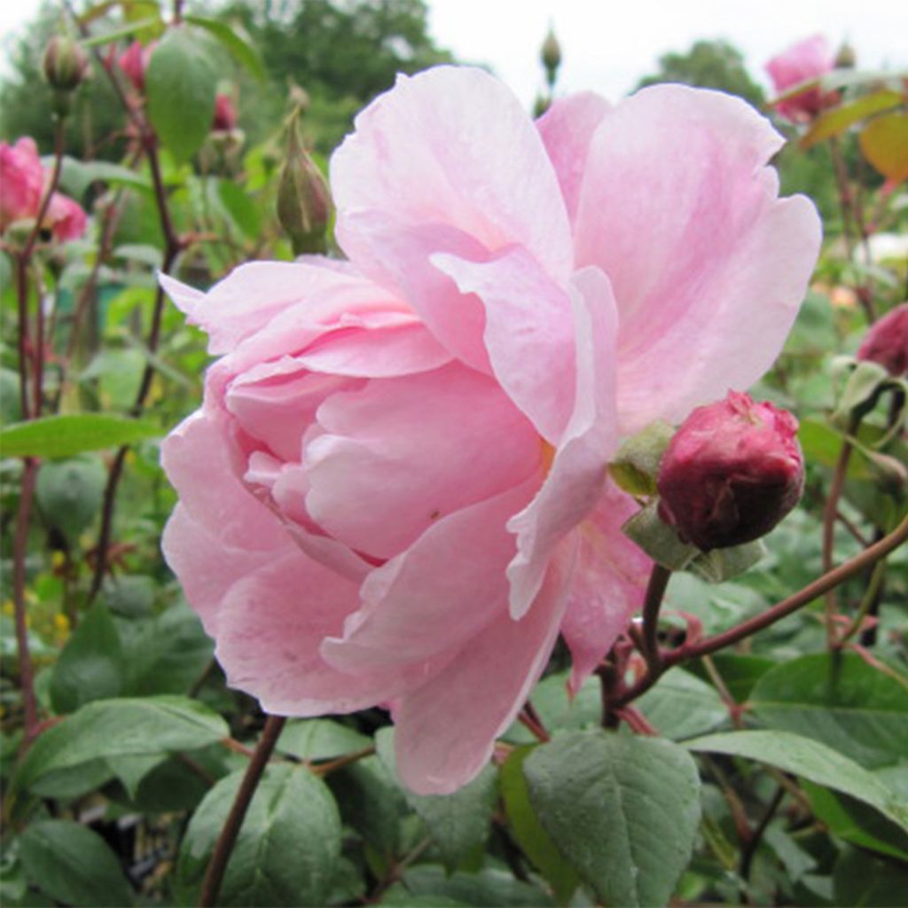 Rosa  Mortimer Sackler climbing 'Ausorts'