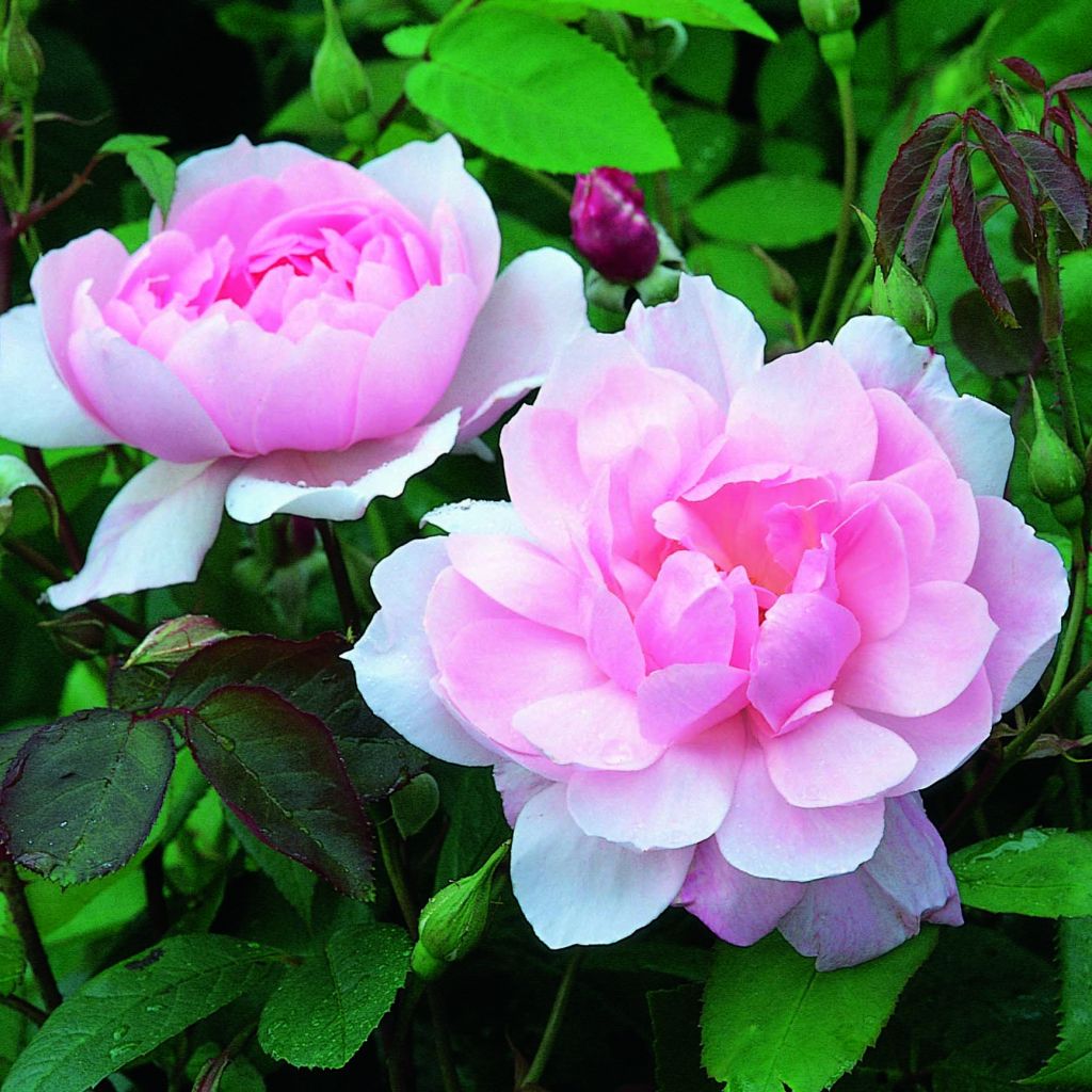 Rosa  Mortimer Sackler climbing 'Ausorts'