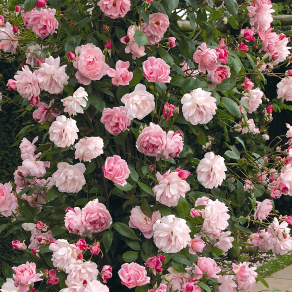 Rosa  Mortimer Sackler climbing 'Ausorts'