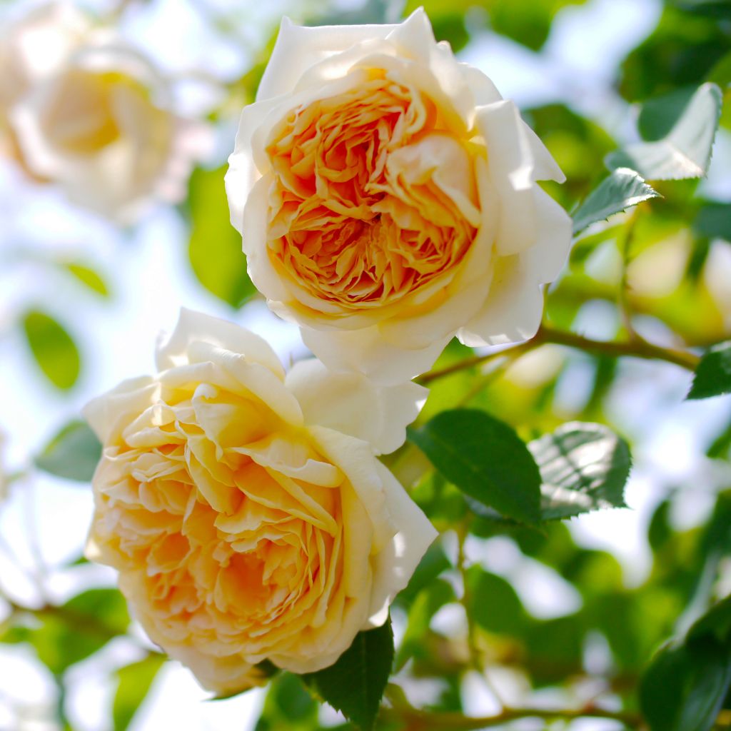Rosa Teasing Georgia - English Climbing Rose