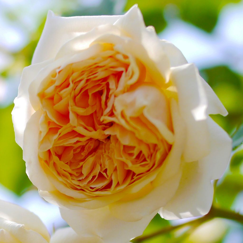 Rosa Teasing Georgia - English Climbing Rose