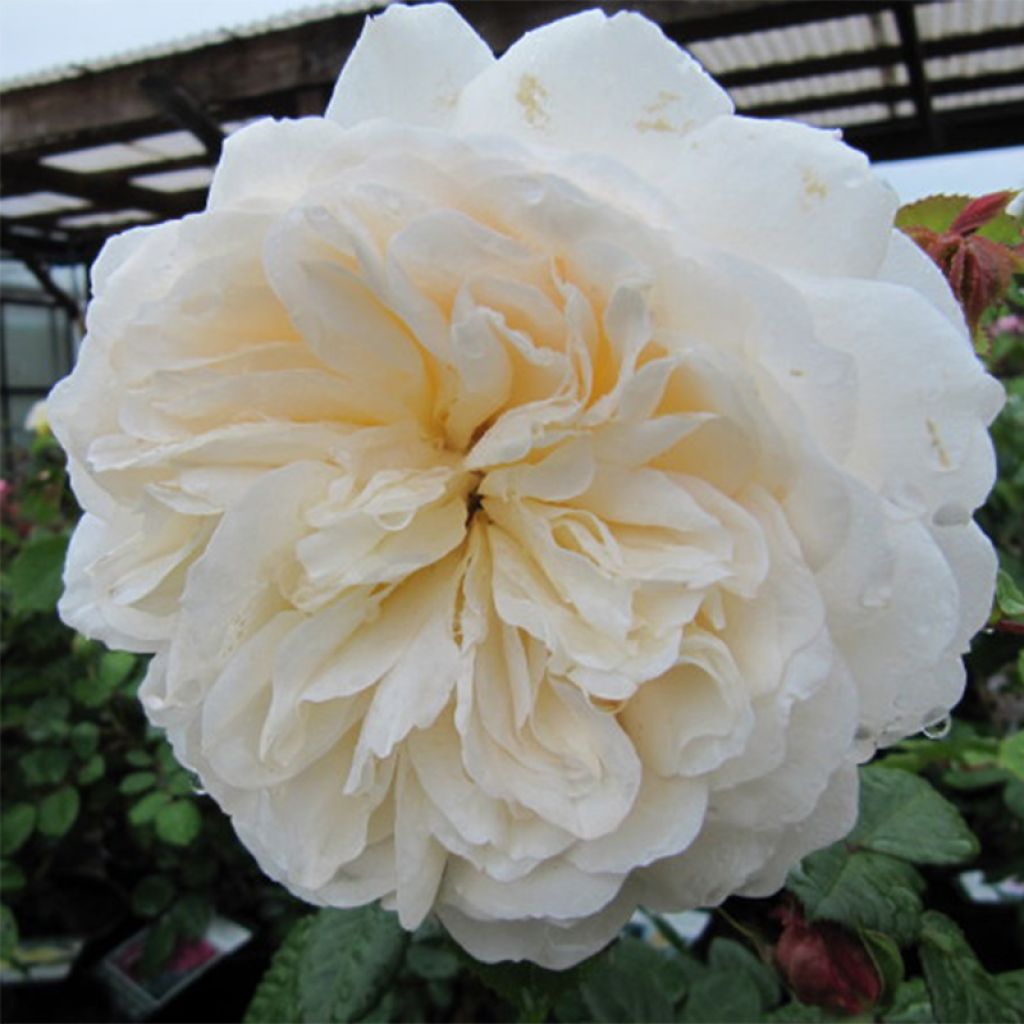 Rosa Tranquility - English Shrub Rose