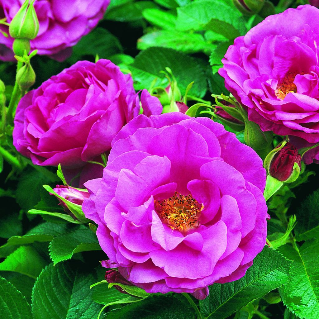 Rosa x rugosa 'Wild Edric' - Rugosa Rose