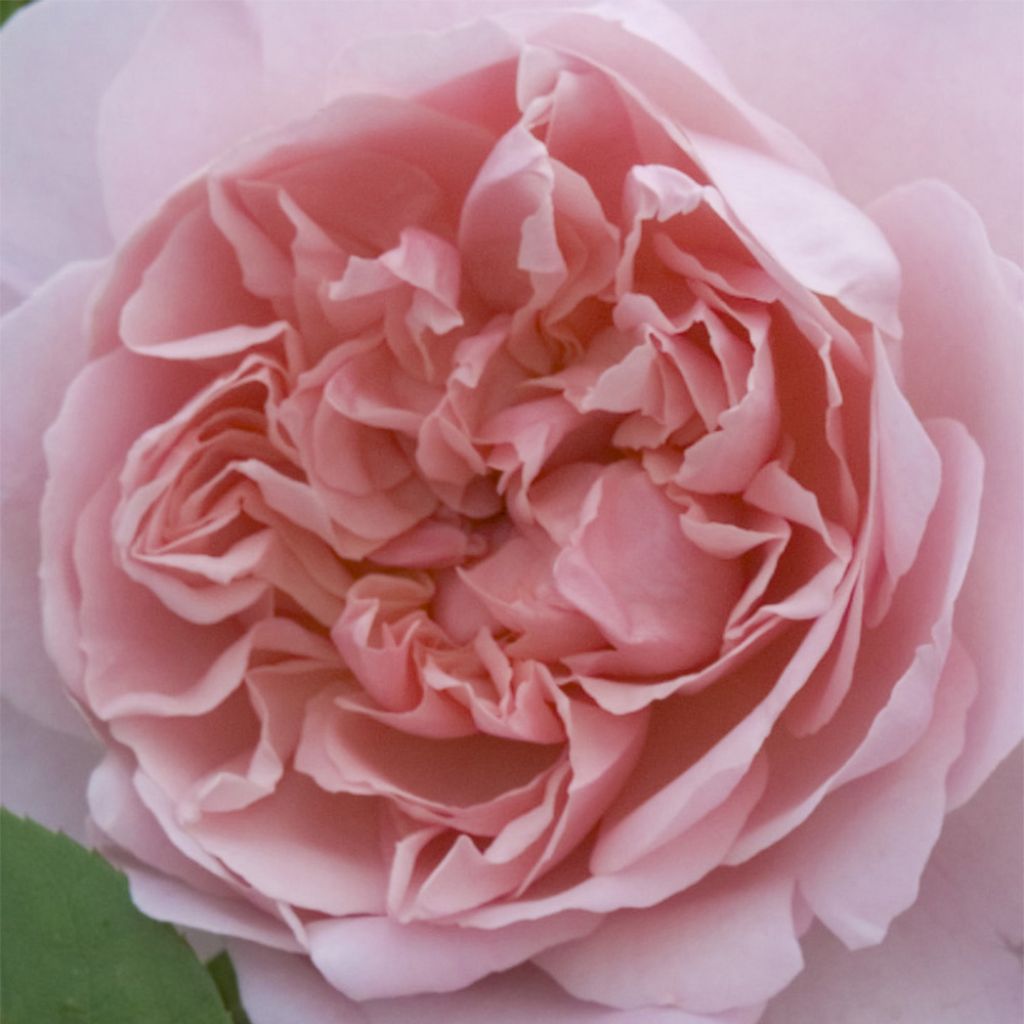 Rosa Wildeve - English Shrub Rose